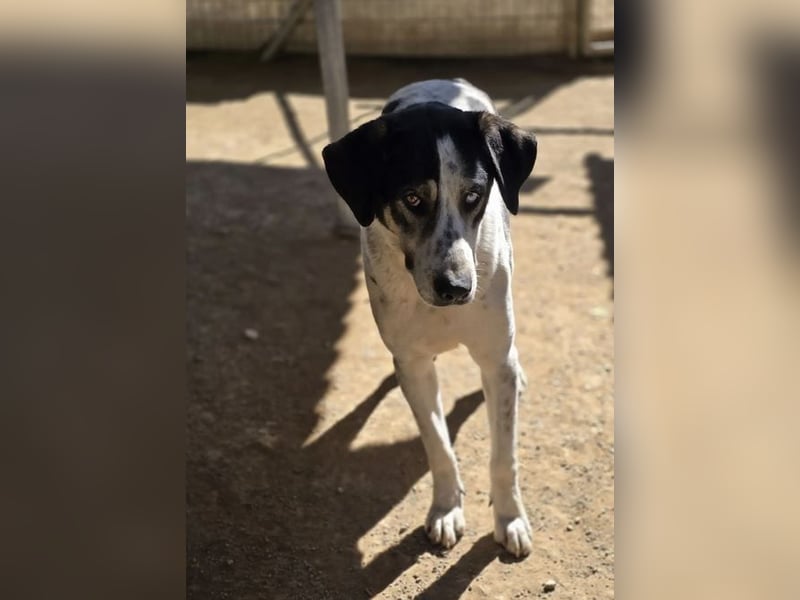 Mario sucht wundervolles Zuhause!