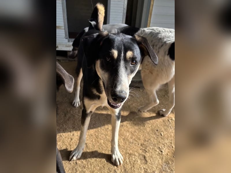 Carlotta – sanfte Hündin sucht ruhiges Zuhause