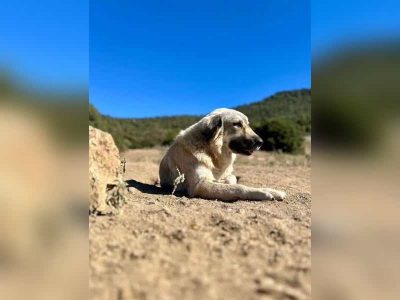 Narami – Freiheitsliebende Hündin mit großem Herzen sucht ihren Platz im Leben!