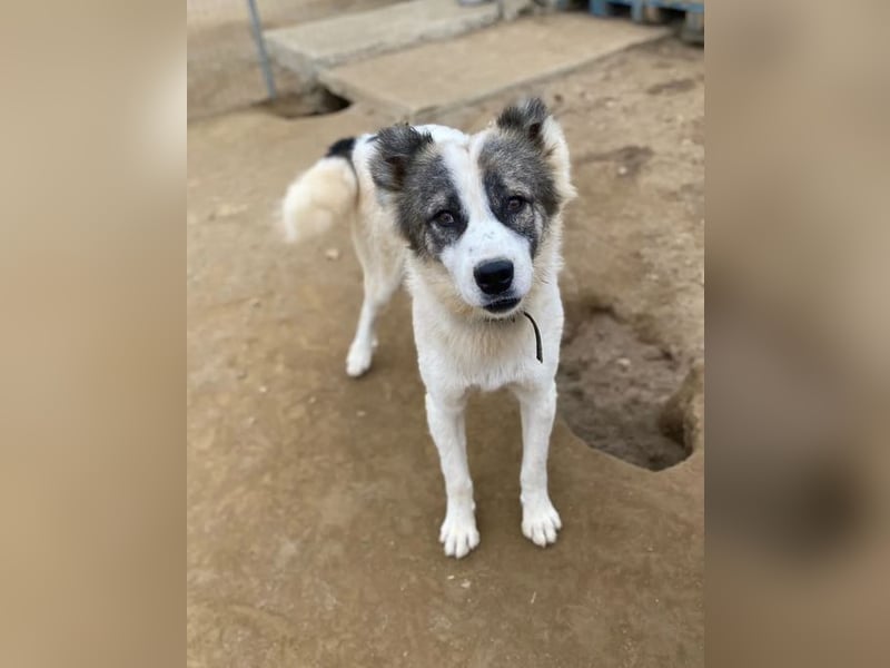 Aris sucht wundervolles Zuhause!