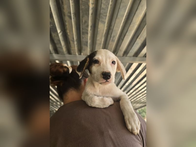 Kleine Miranda sucht ihr großes Glück 