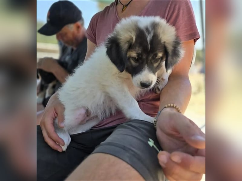 Marcy - kein Hund für jeden, aber für dich vielleicht genau der Richtige 