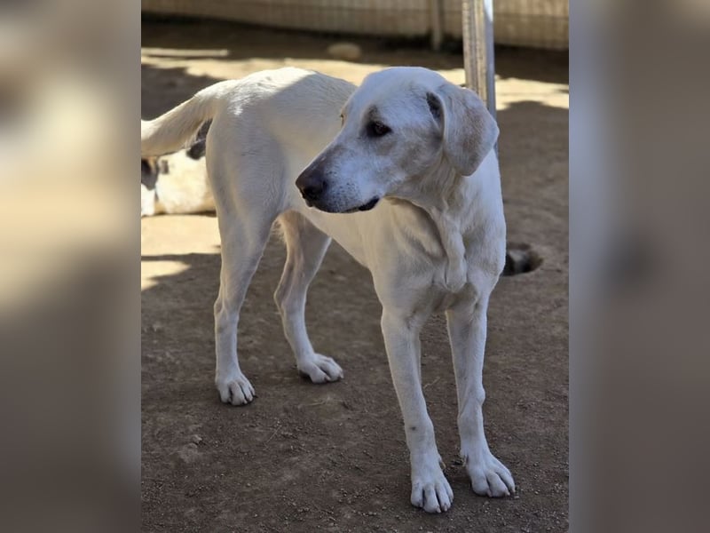 Mina sucht wundervolles Zuhause!