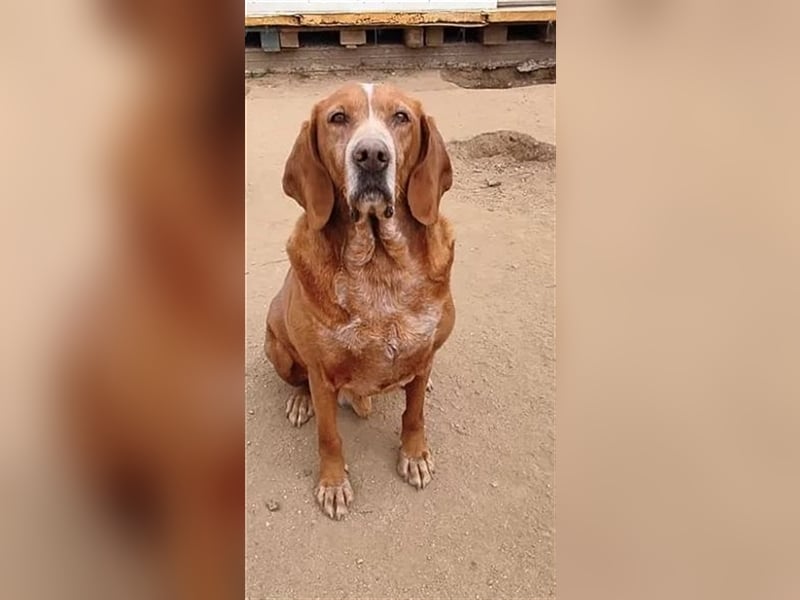 Kayo – Ein älterer Schatz auf der Suche nach Geborgenheit!