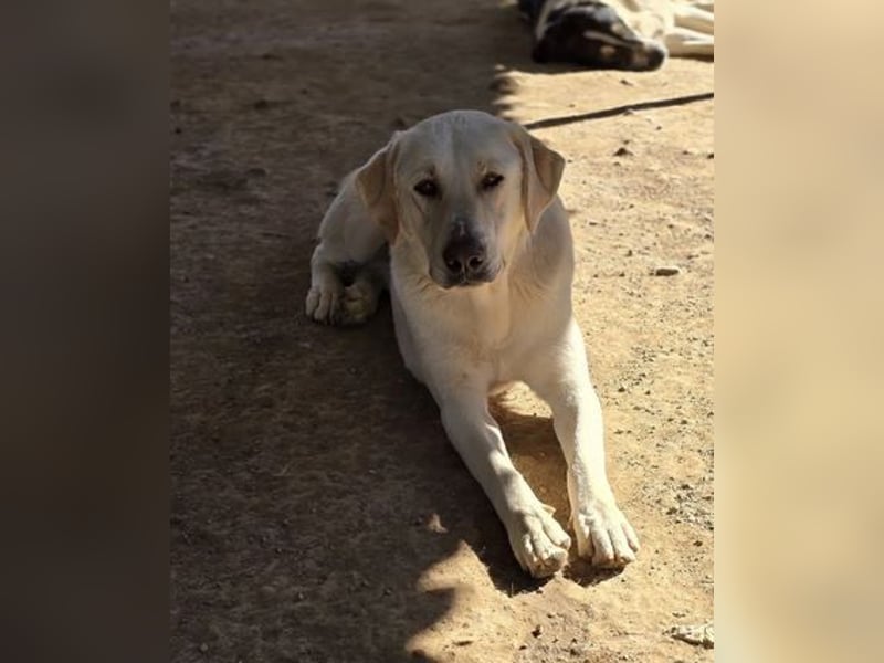 Ernie sucht wundervolles Zuhause!