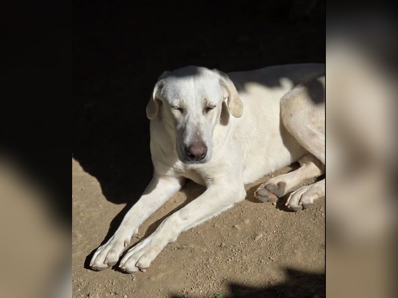 Mina sucht wundervolles Zuhause!