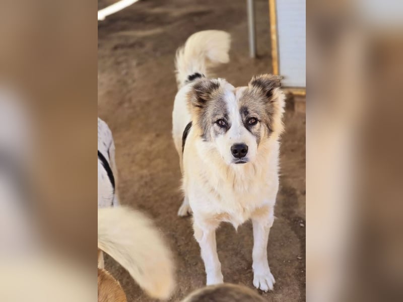 Aris sucht wundervolles Zuhause!