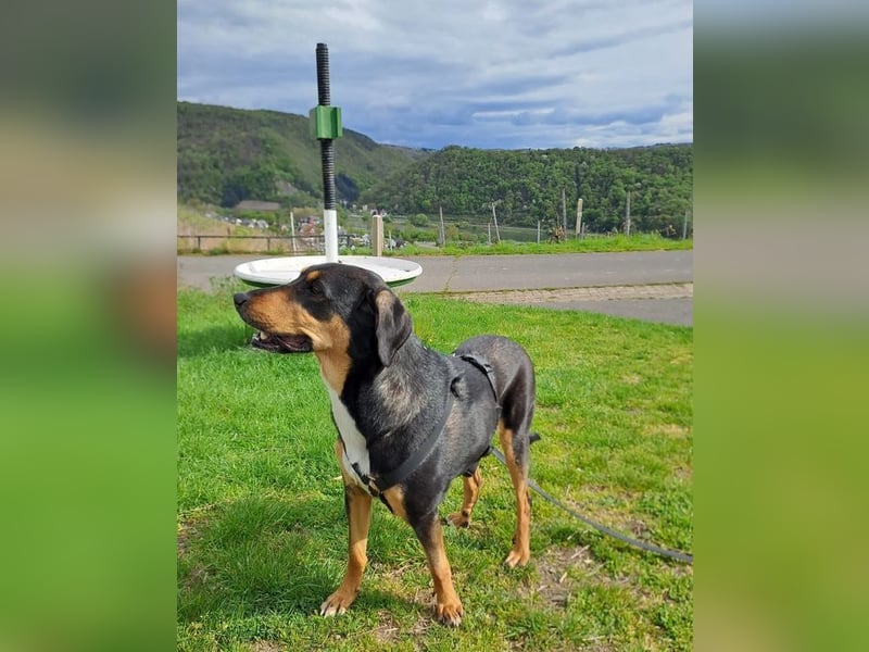 Goldie sucht ihr Zuhause für immer!