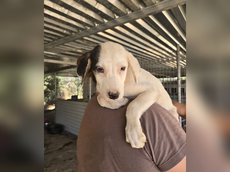 Kleine Miranda sucht ihr großes Glück 
