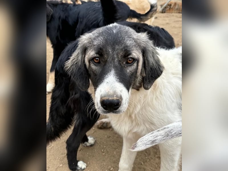 Marcy - kein Hund für jeden, aber für dich vielleicht genau der Richtige 
