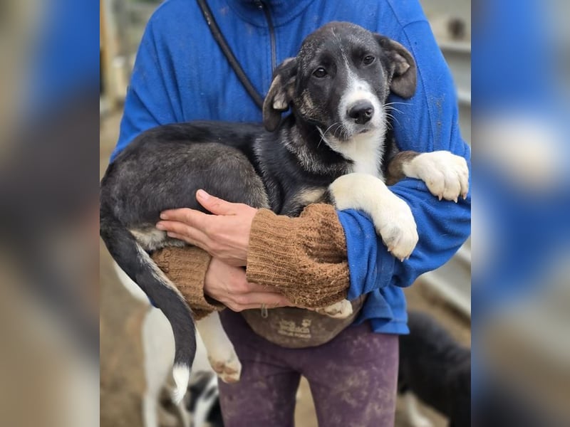 Carlotta – sanfte Hündin sucht ruhiges Zuhause