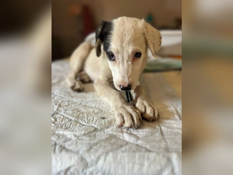 Kleine Miranda sucht ihr großes Glück 