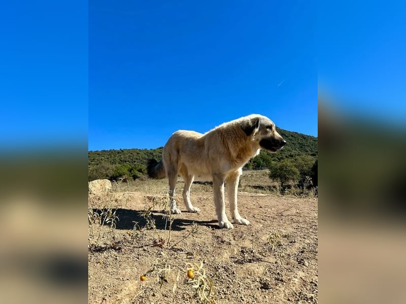 Narami – Freiheitsliebende Hündin mit großem Herzen sucht ihren Platz im Leben!