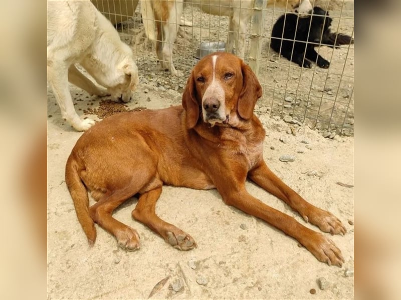 Kayo – Ein älterer Schatz auf der Suche nach Geborgenheit!