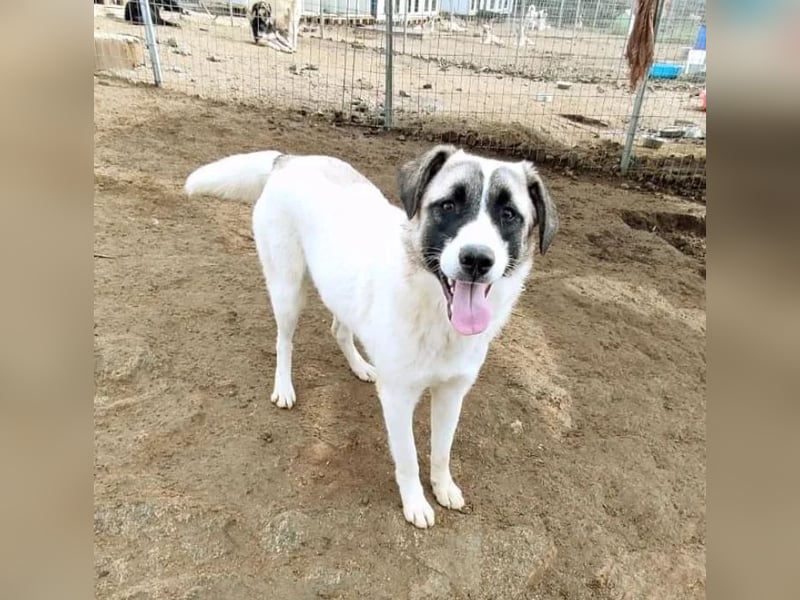 Smilla sucht Traumzuhause!