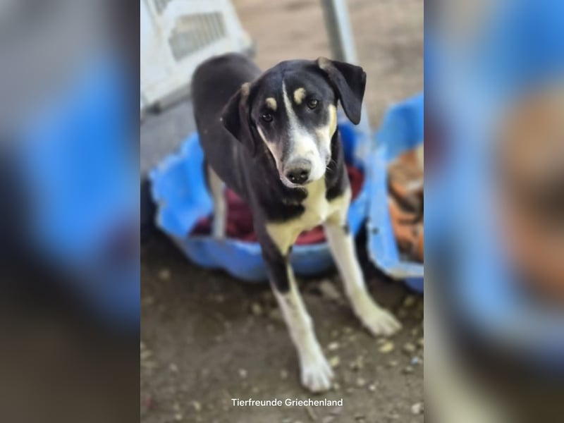 Carlotta – sanfte Hündin sucht ruhiges Zuhause