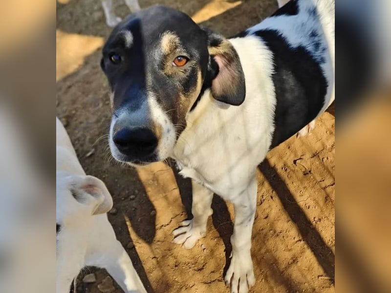 Linda sucht wundervolles Zuhause!