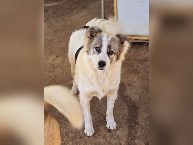 Aris sucht wundervolles Zuhause!