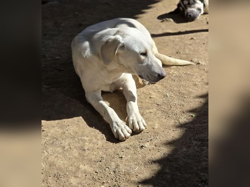 Mina sucht wundervolles Zuhause!