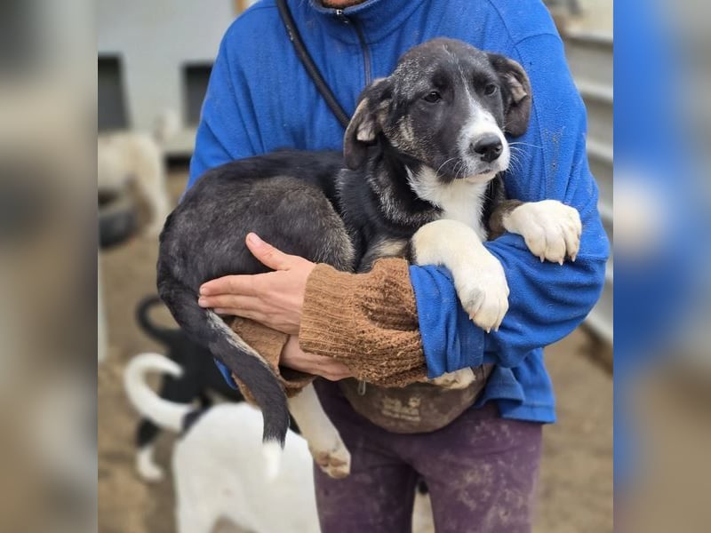 Carlotta – sanfte Hündin sucht ruhiges Zuhause