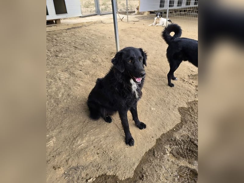 Negro – sanfter Charmeur mit treuem Blick sucht sein Für-Immer-Zuhause 