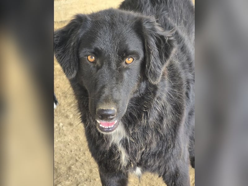 Negro – sanfter Charmeur mit treuem Blick sucht sein Für-Immer-Zuhause 