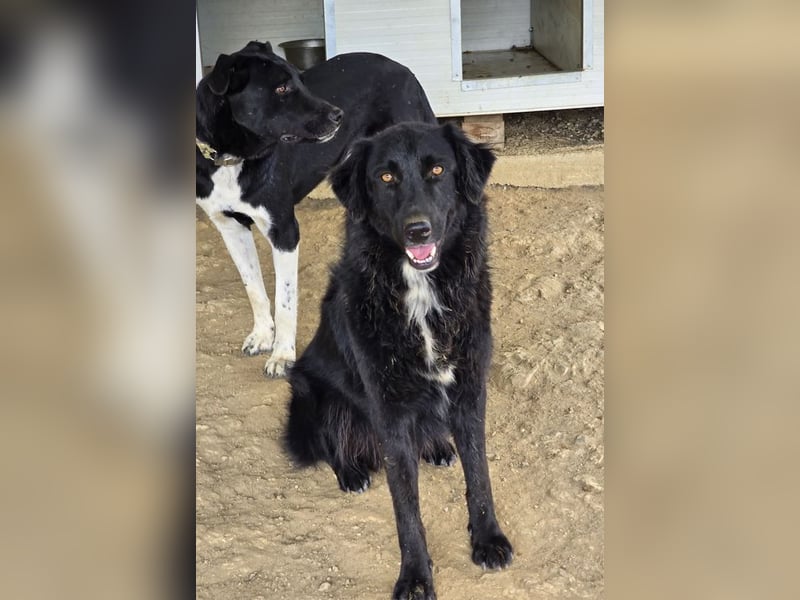 Negro – sanfter Charmeur mit treuem Blick sucht sein Für-Immer-Zuhause 