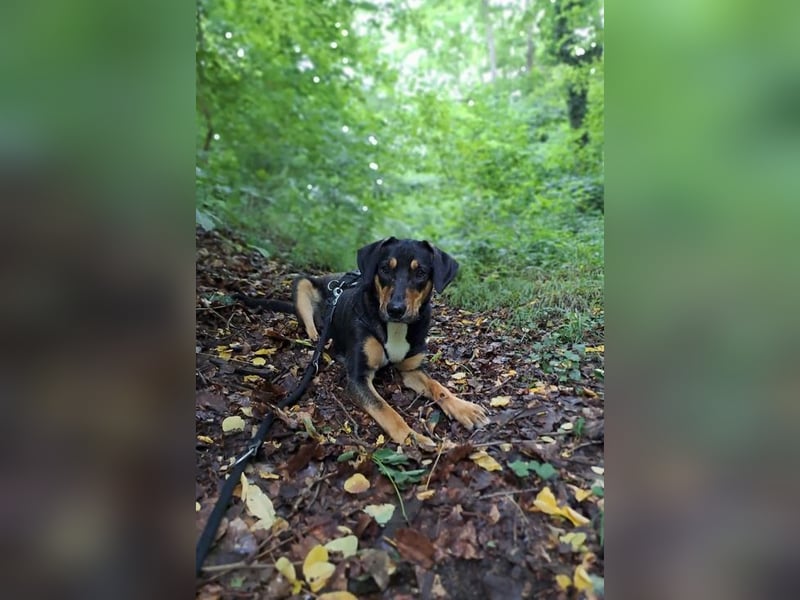 Goldie sucht ihr Zuhause für immer!