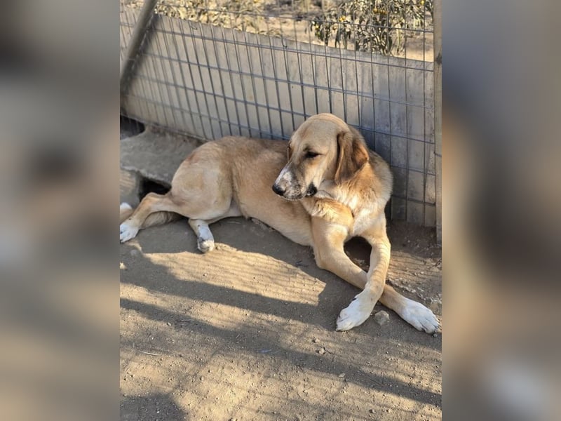 Bibi, eine wunderschöne und sensible Fellnase sucht ihr passendes Zuhause!