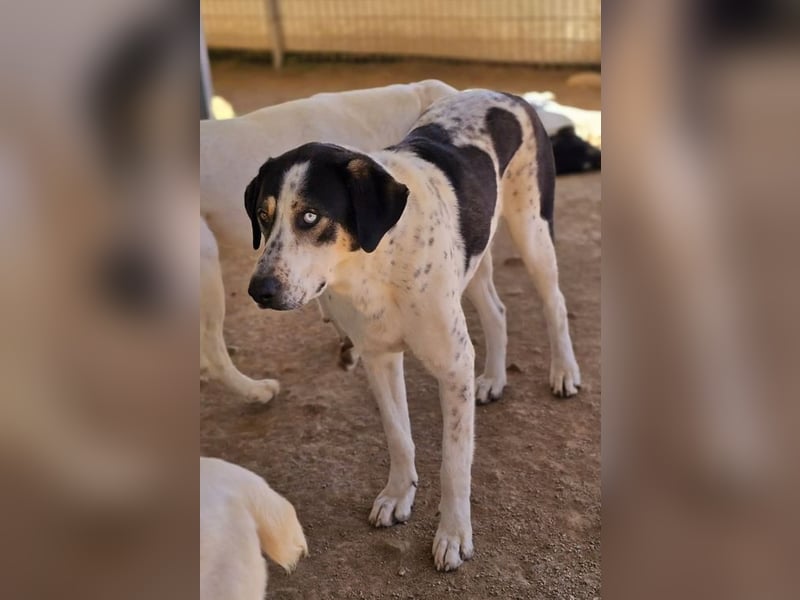 Mario sucht wundervolles Zuhause!