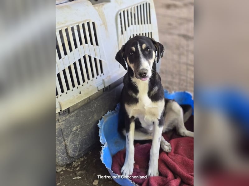 Carlotta – sanfte Hündin sucht ruhiges Zuhause