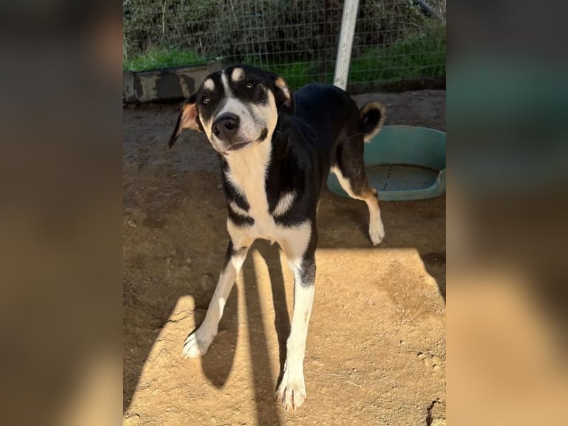 Carlotta – sanfte Hündin sucht ruhiges Zuhause