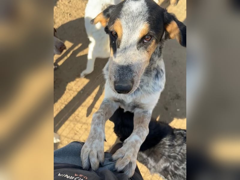 Shio sucht Herzensfreund, der ihm ein liebevolles Zuhause bietet!