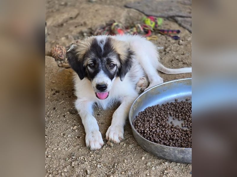 Marcy - kein Hund für jeden, aber für dich vielleicht genau der Richtige 