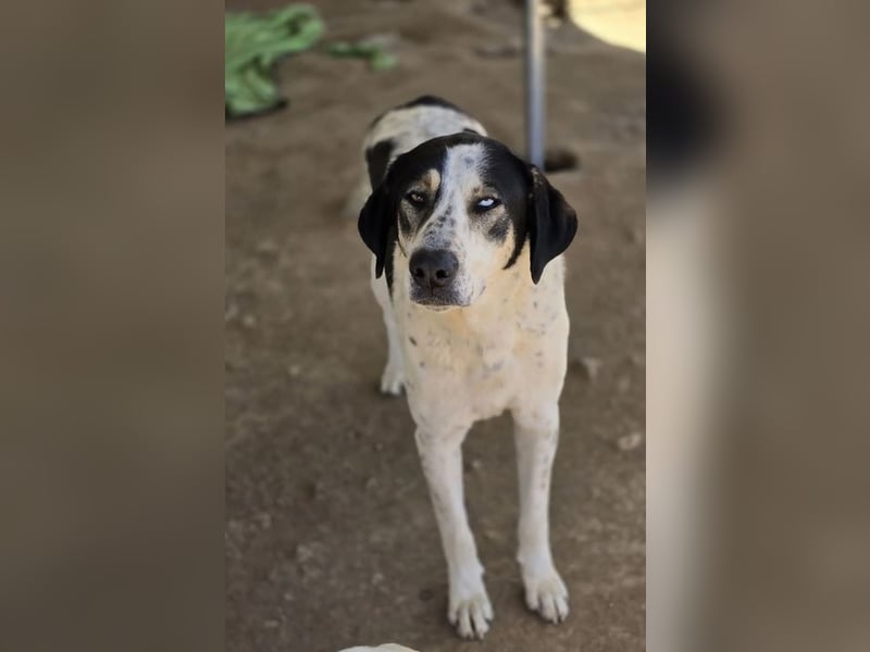 Mario sucht wundervolles Zuhause!