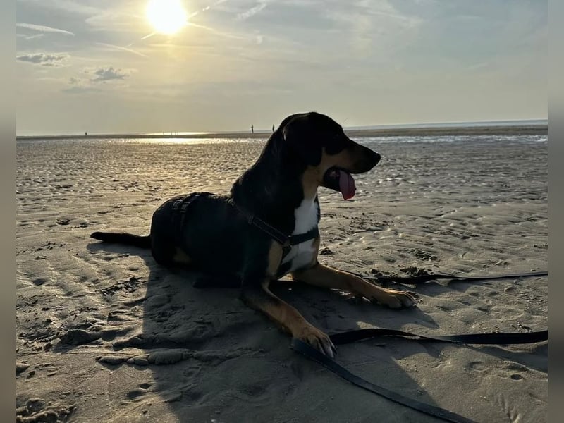 Goldie sucht ihr Zuhause für immer!