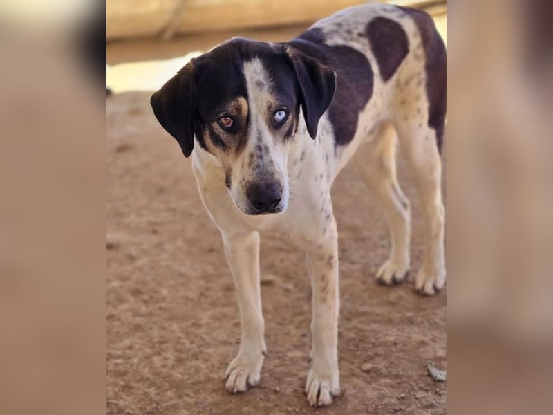 Mario sucht wundervolles Zuhause!