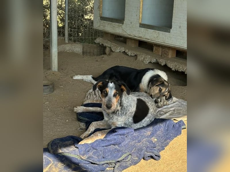 Shio sucht Herzensfreund, der ihm ein liebevolles Zuhause bietet!