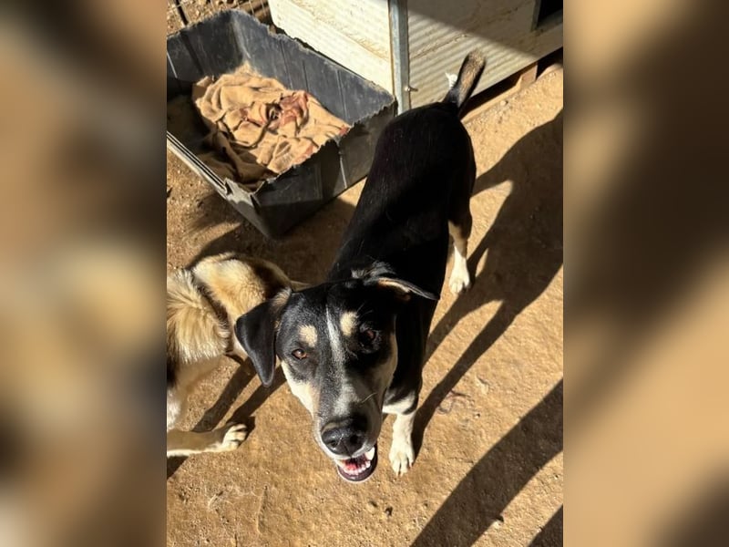 Carlotta – sanfte Hündin sucht ruhiges Zuhause