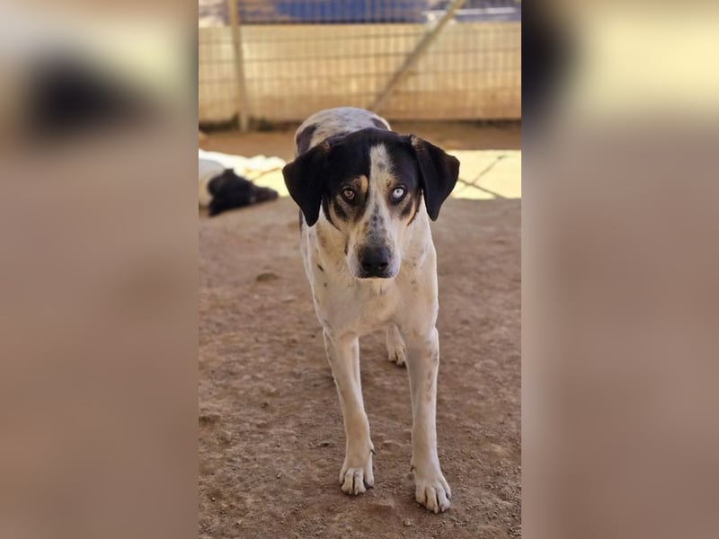 Mario sucht wundervolles Zuhause!