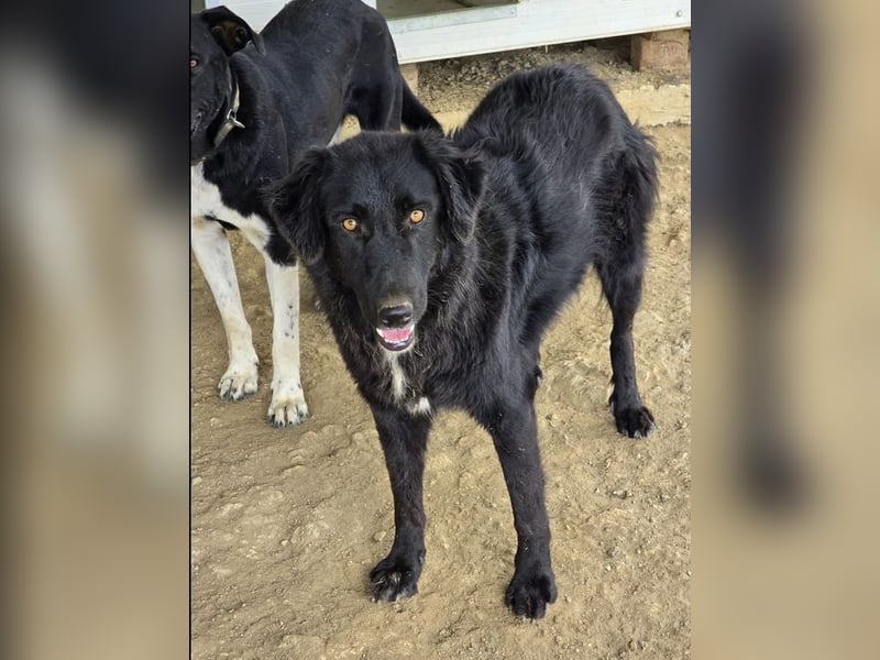 Negro – sanfter Charmeur mit treuem Blick sucht sein Für-Immer-Zuhause 