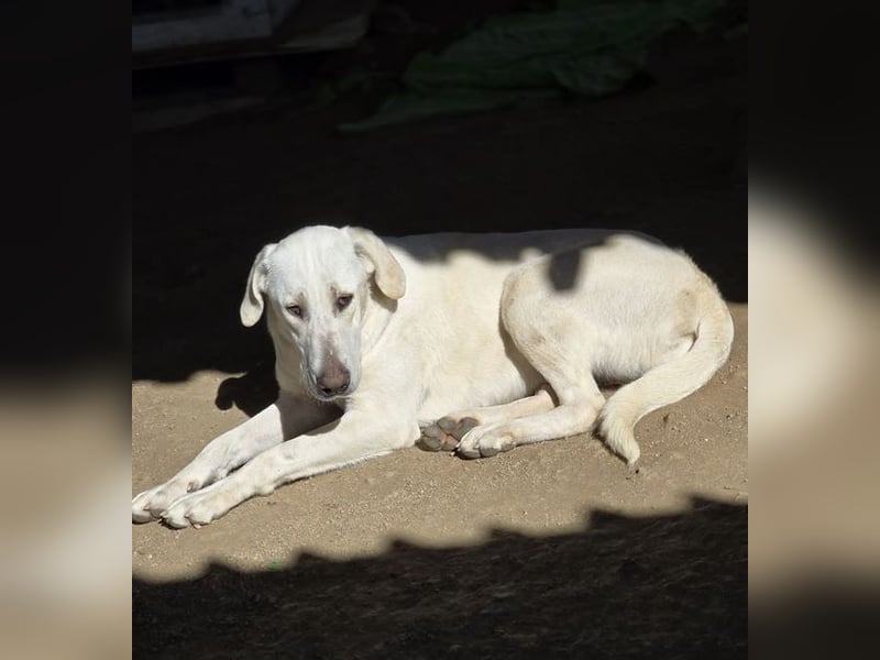 Mina sucht wundervolles Zuhause!