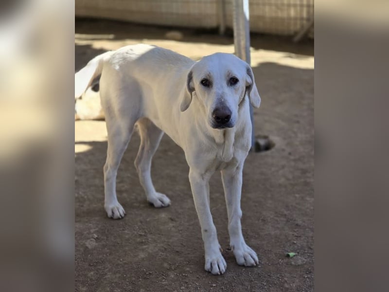 Mina sucht wundervolles Zuhause!