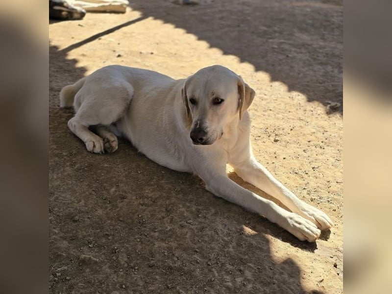 Ernie sucht wundervolles Zuhause!