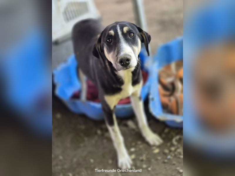 Carlotta – sanfte Hündin sucht ruhiges Zuhause