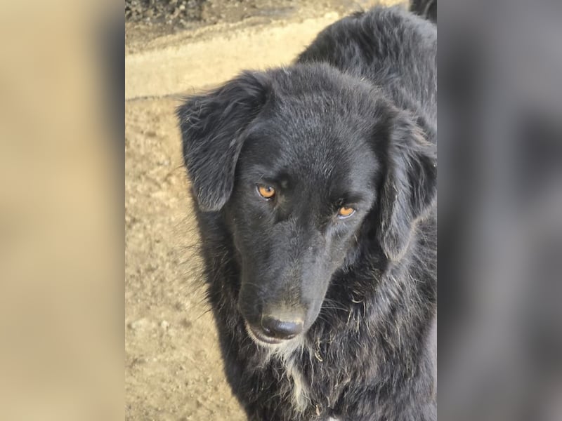 Negro – sanfter Charmeur mit treuem Blick sucht sein Für-Immer-Zuhause 