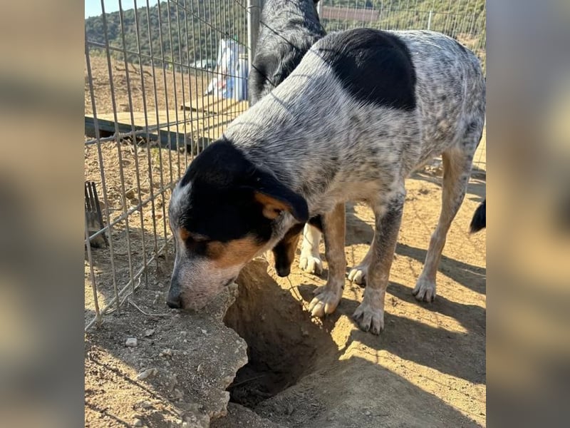 Shio sucht Herzensfreund, der ihm ein liebevolles Zuhause bietet!