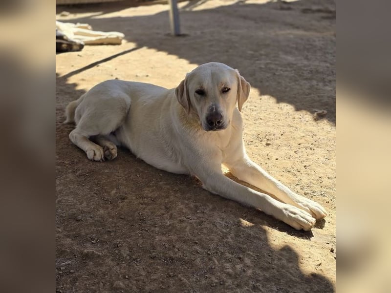 Ernie sucht wundervolles Zuhause!