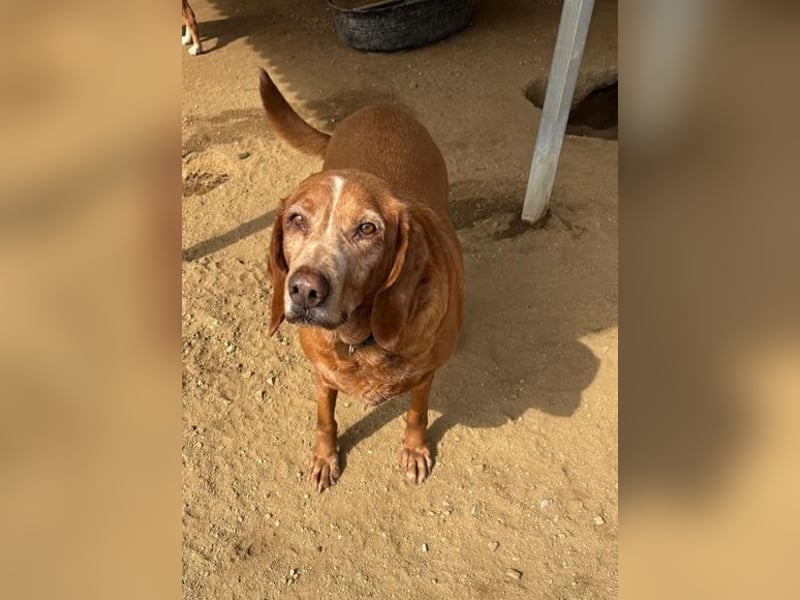 Kayo – Ein älterer Schatz auf der Suche nach Geborgenheit!