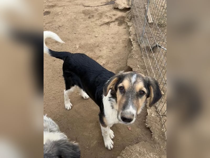 Melvin mit der besonderen Fellzeichnung sucht seine Herzensmenschen!